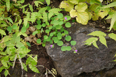 Desmodium rotundifolium